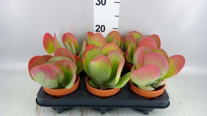 <h4>Kalanchoe NF thyrsiflora</h4>