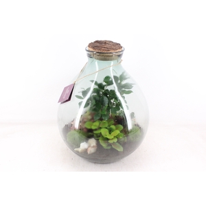 arr3 WR - Terrarium Galaxy XXL