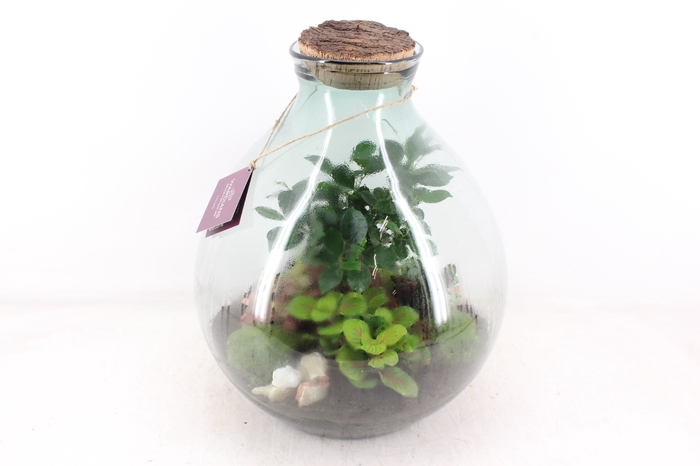 <h4>arr3 WR - Terrarium Galaxy XXL</h4>