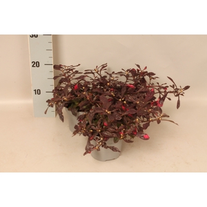 Alternanthera ficoidea Intensive Red