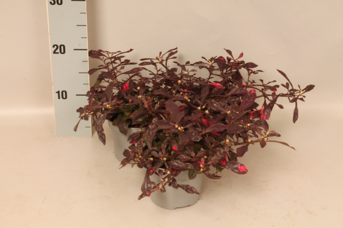 <h4>Alternanthera ficoidea Intensive Red</h4>