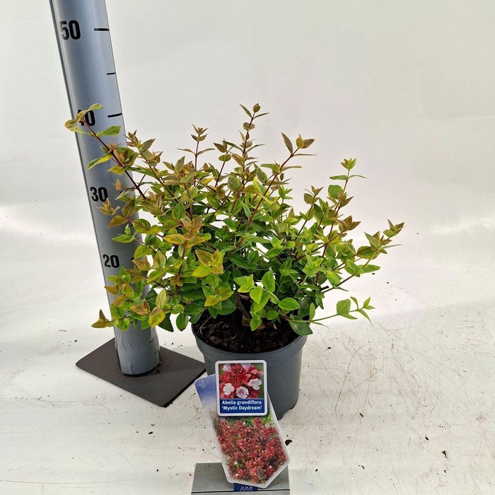 <h4>Abelia x grandiflora</h4>