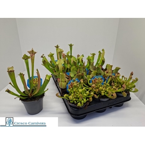 SARRACENIA OV