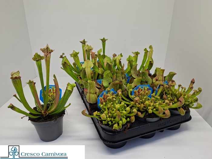 <h4>SARRACENIA OV</h4>