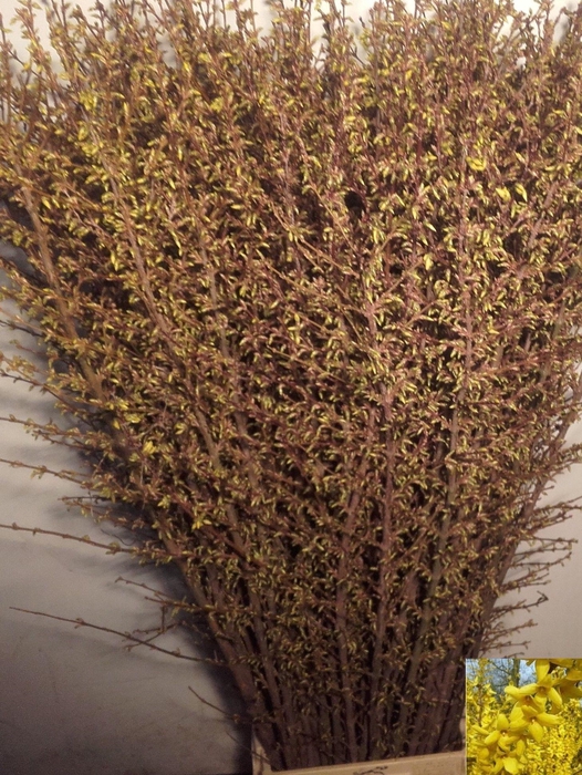 <h4>FORSY I SPECTABILIS</h4>