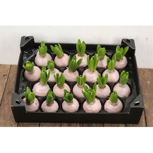 Wax Hyacinth Ivoor