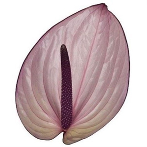 Anthurium andr. 'Bellanca'