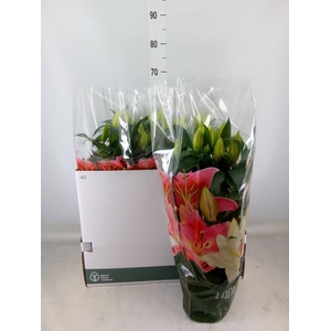 Lilium ori.  'Sunny Azores'