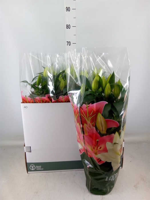 <h4>Lilium ori. 'Sunny Azores'</h4>