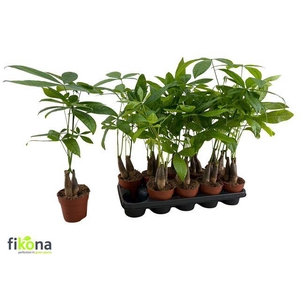 PACHIRA AQUATICA P12