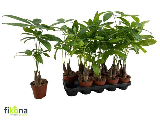 <h4>PACHIRA AQUATICA P12</h4>