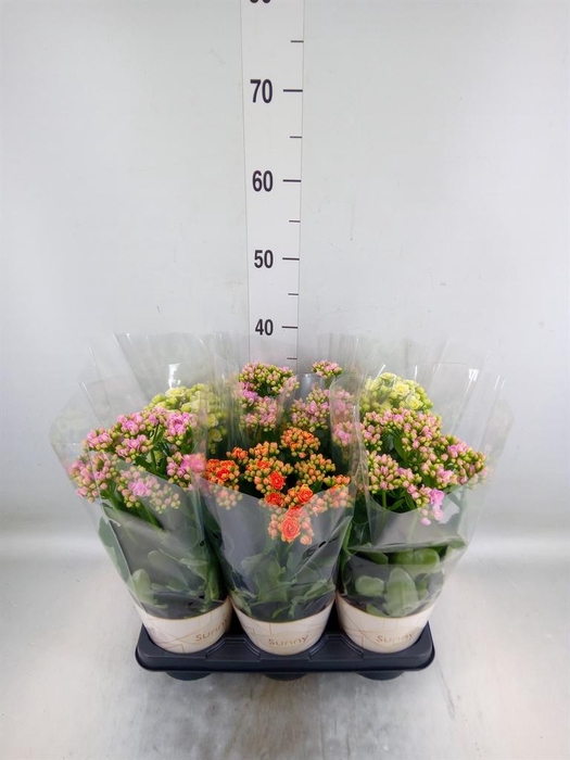 <h4>Kalanchoe ...</h4>