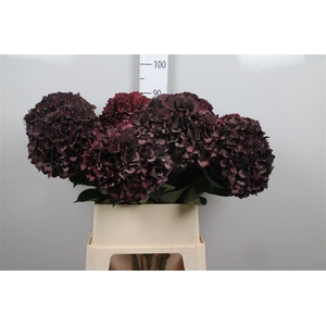 Hydr Cl M Mag Ruby P