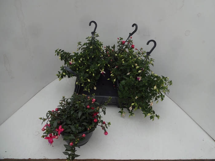 <h4>FUCHSIA GEM</h4>