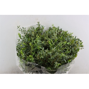 Euca Parvifolia Short 150gr P Bunch