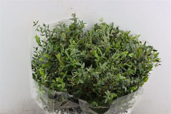 <h4>Euca Parvifolia Short 150gr P Bunch</h4>