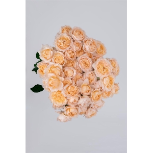 R GR Tr Julieta Honey