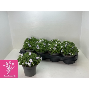 AUBR F BLUE BLUSH BI