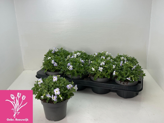 <h4>AUBR F BLUE BLUSH BI</h4>