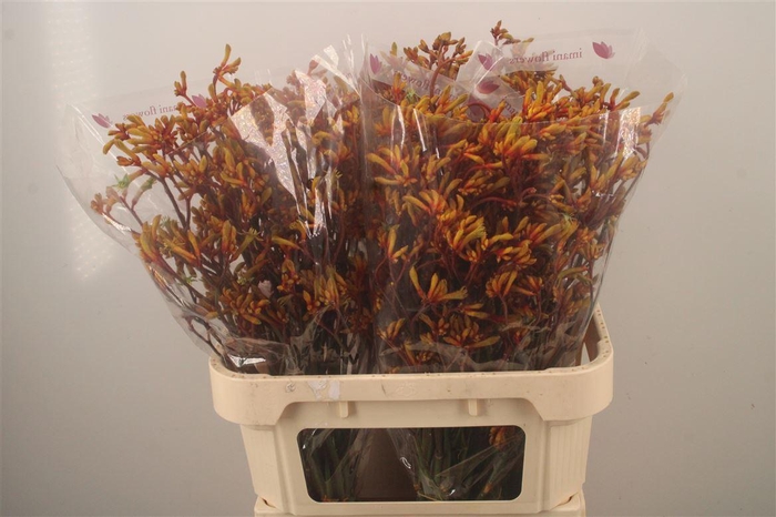 <h4>Anigozanthos Gold Fever</h4>