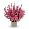 Calluna Garden Girls red