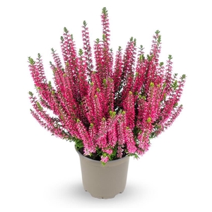 Calluna Garden Girls red