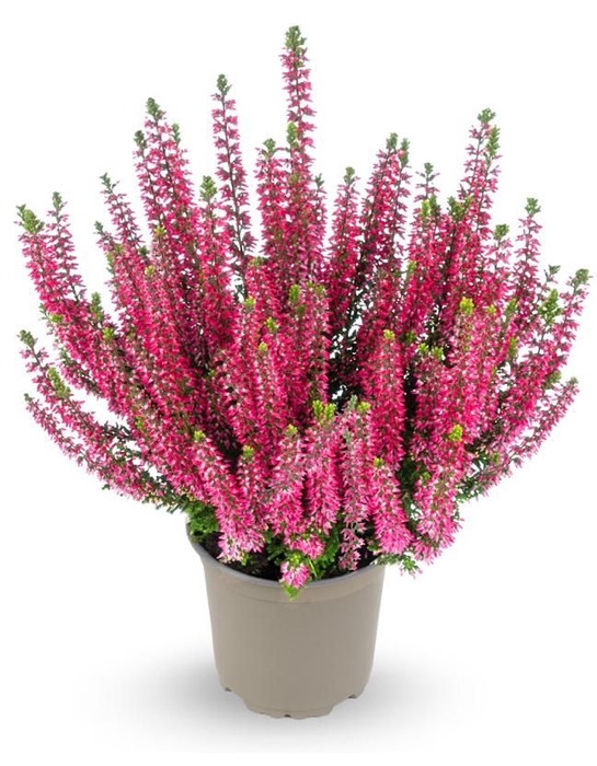 Calluna Garden Girls red