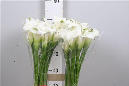 <h4>Zant Crystal Clear</h4>