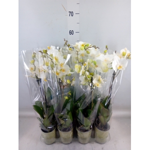 Phalaenopsis   ...white