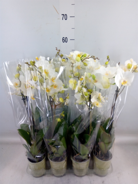 <h4>Phalaenopsis   ...white</h4>