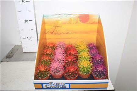 <h4>Echinoc Grusonii</h4>