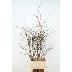 CHAENOMELES PINK EXTRA 100CM