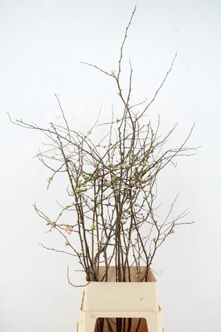 <h4>CHAENOMELES APPLE BLOSSOM 100CM</h4>