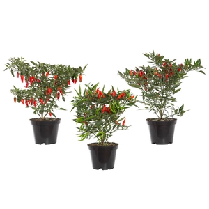 PIMENTA BAHIA P14 VARIADO