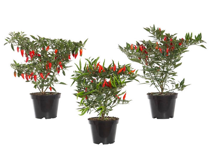 <h4>PIMENTA BAHIA P14 VARIADO</h4>