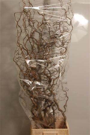 <h4>Coryl Av Contorta</h4>