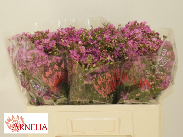 <h4>Chamelaucium Nieks Pride</h4>