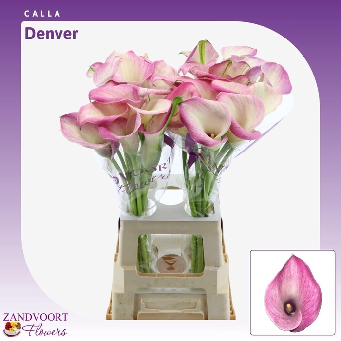 <h4>Calla Denver</h4>