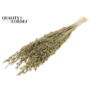 Avena Premium per bunch Olive