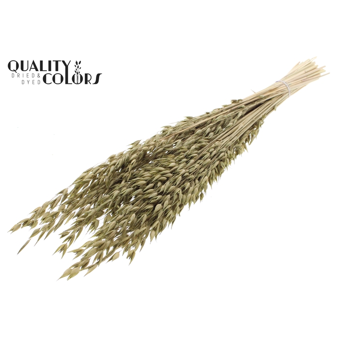 <h4>Avena Premium per bunch Olive</h4>