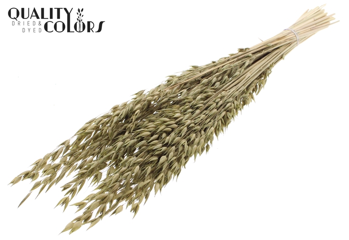 Avena Premium per bunch Olive