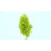 Dried Bleached Hydrangea Tower Light Green XXL