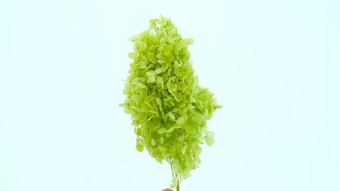 <h4>Dried Bleached Hydrangea Tower Light Green XXL</h4>