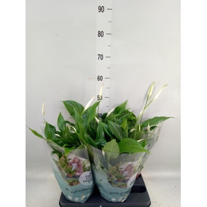 Spathiphyllum  'Pearl Cupido'