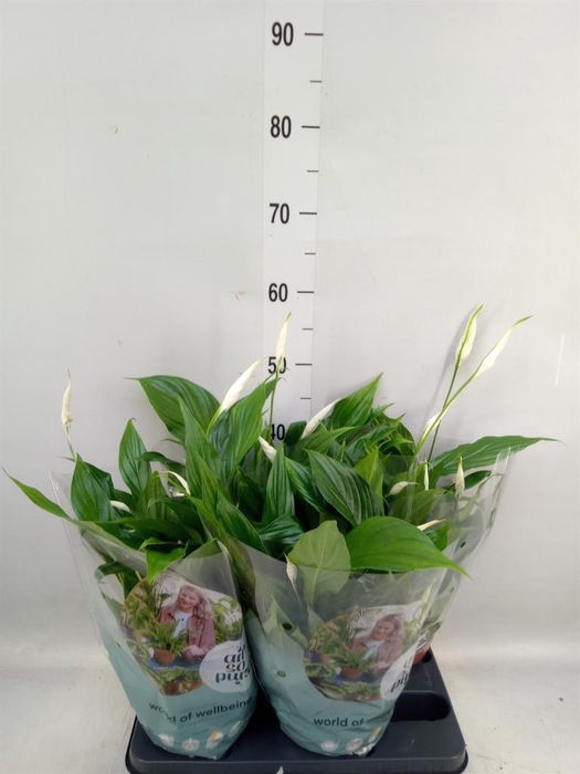 <h4>Spathiphyllum  'Pearl Cupido'</h4>