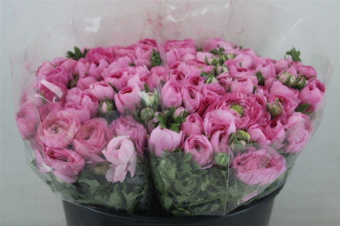 <h4>Ran Elegance Pink</h4>