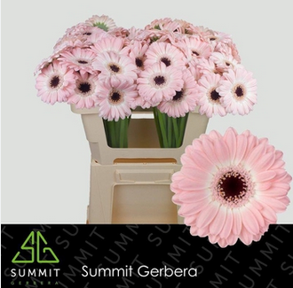 <h4>Ge Mi Dixon</h4>