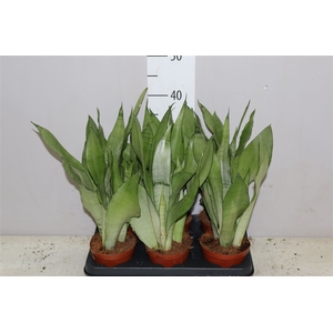 Sansevieria Tr Moonshine
