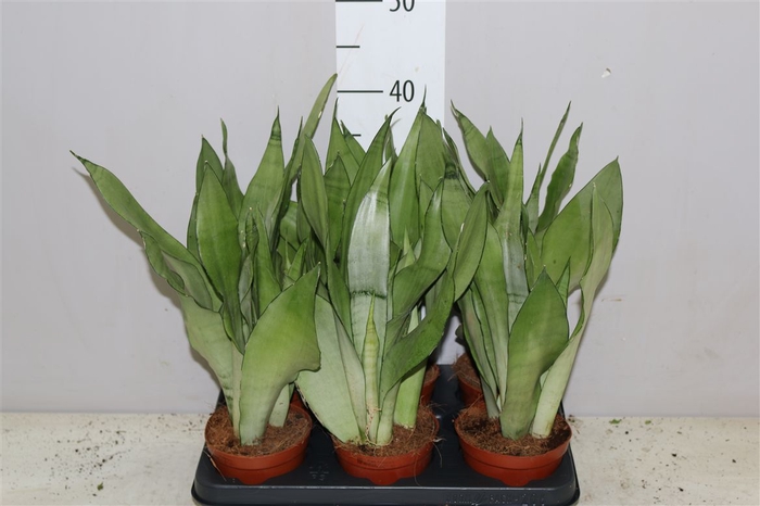 <h4>Sansevieria Tr Moonshine</h4>