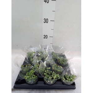 Senecio rowleyanus
